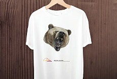 Brown bear |  Ursus arctos