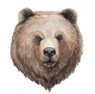 Brown bear |  Ursus arctos
