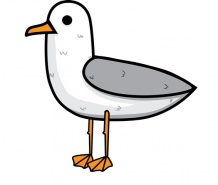 Black-tailed gull |  Larus crassirostris